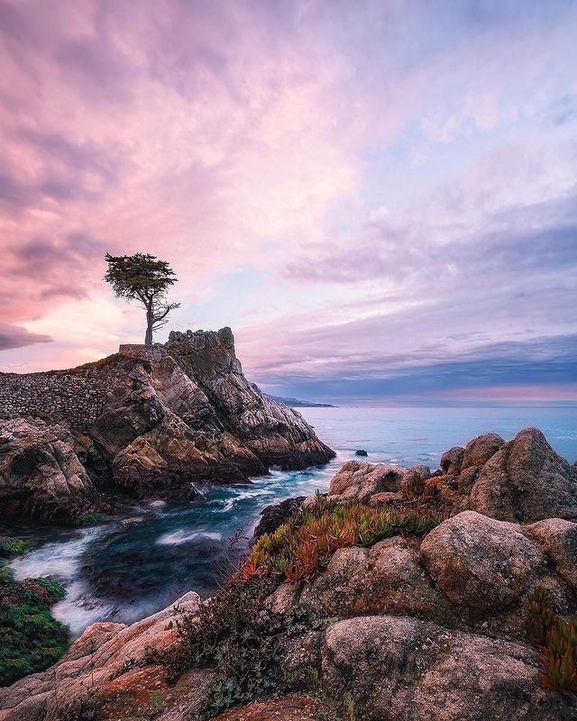 A Quinceanera photo shoot of a lone tree standing on a rocky cliff overlooking the ocean.