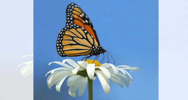 Butterfly a top a daisy