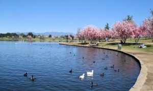 A group of ducks swimming in Lake Balboa/Anthony C. Beilenson Park, a Quinceanera themed location