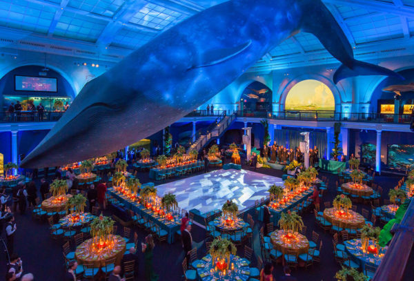 In the Hall of Ocean Life at the American Museum of Natural History, there is a large blue whale suspended from the ceiling.