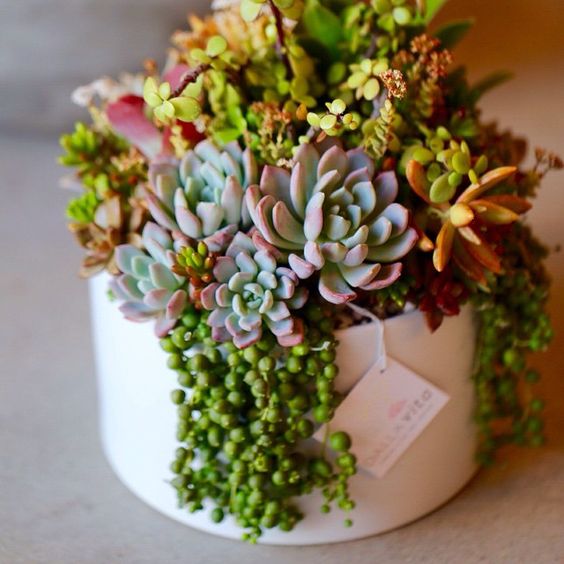 succulents_centerpiece
