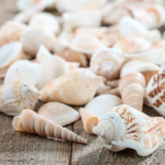 A table topped with lots of different types of shells, Quinceanera decorations