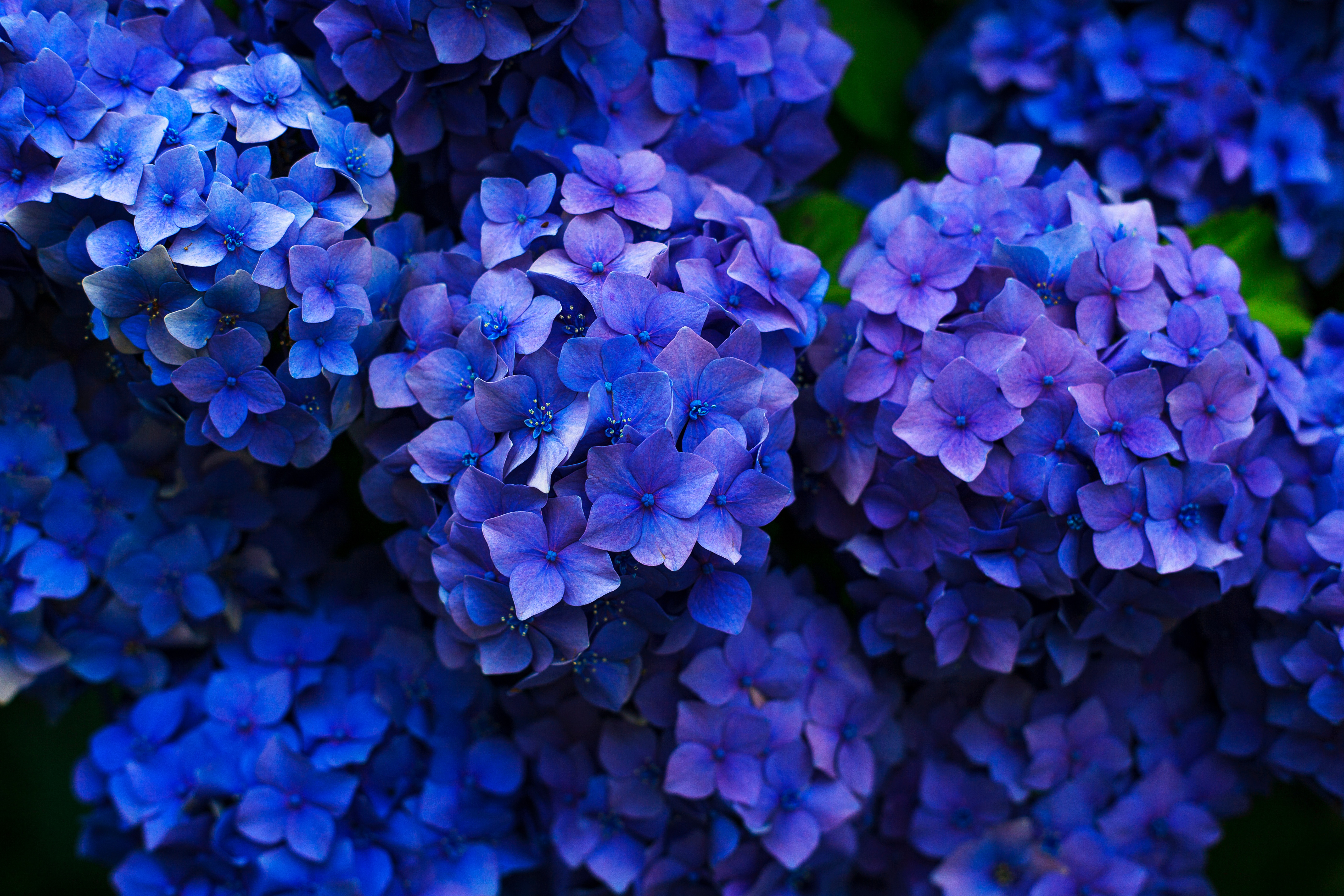 Hydrangeas are expensive out of season.