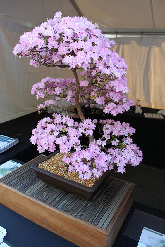 bonsai