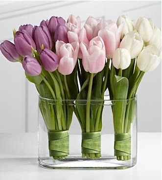 tulipanes