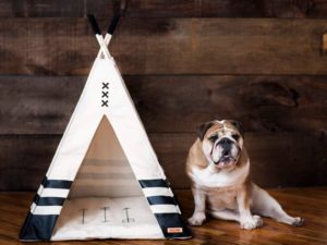 A dog sitting next to a teepee on a wooden floor at a Quinceanera celebration.