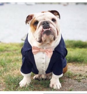 bulldog wedding suit Bulldog
