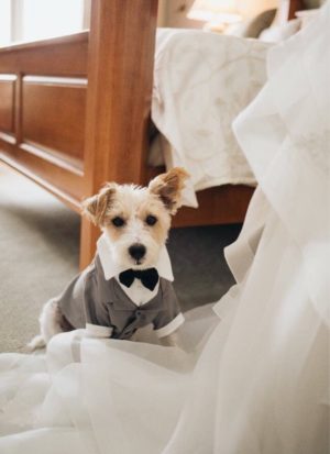 dog Dog