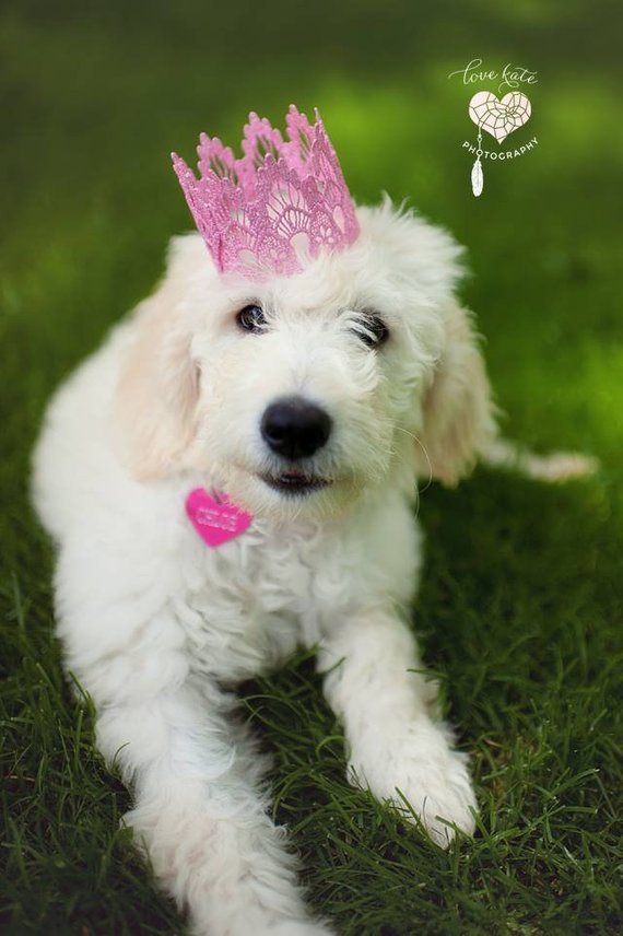 dog Miniature Poodle