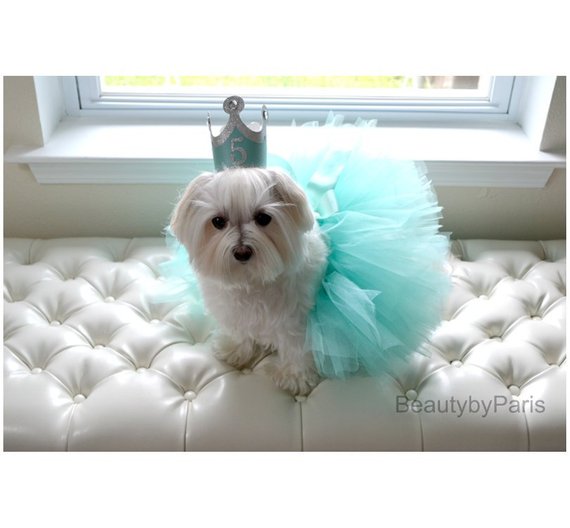 dog Shih Tzu